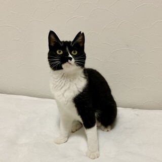 【3/29東銀座】ダイヤちゃん★５ヵ月半♪