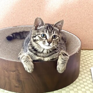 【3/29東銀座】むっくくん★５ヵ月半♪