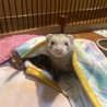 ポムポンパン