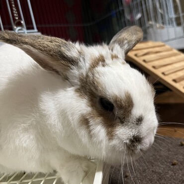 歯の治療しながらも元気です