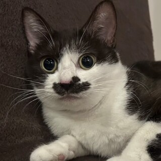 おこげちゃん 里親様へ正式譲渡