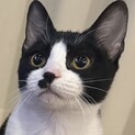 ほくろちゃん 里親様へ正式譲渡