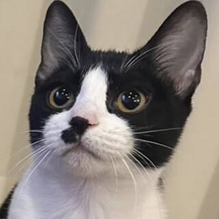 ほくろちゃん 里親様へ正式譲渡