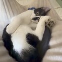 ドムくん 里親様へ正式譲渡
