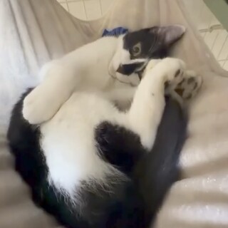 ドムくん 里親様へ正式譲渡