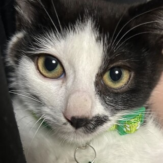 じんくん 里親様へ正式譲渡