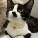 うにちゃん 里親様へ正式譲渡