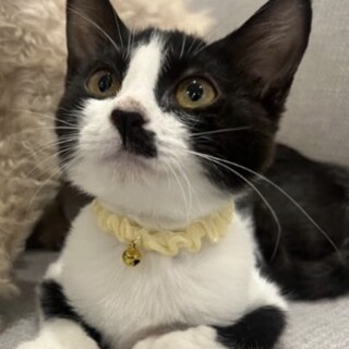 うにちゃん 里親様へ正式譲渡