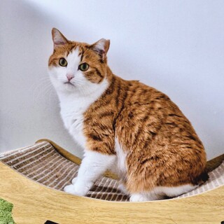 もっちりぽってり❤️茶白の風花ちゃん