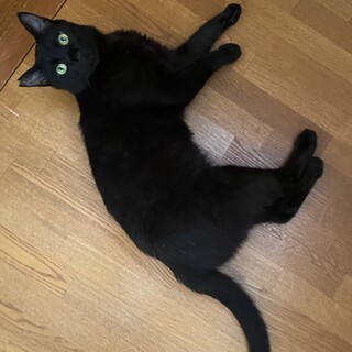 【至急】甘えん坊黒猫オス