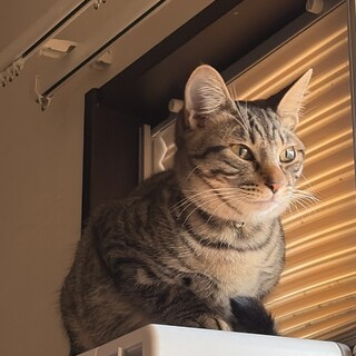 ツンデレ系の藤井風です