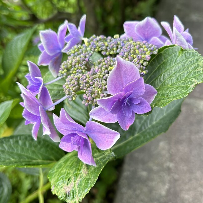 よこはるみかんのカバー写真