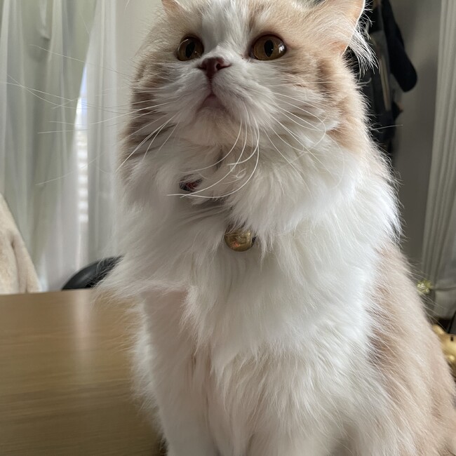 ぽるぴんのカバー写真