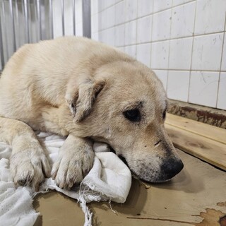 殺処分対象❗️収容期限4/1迄❗️延長なし