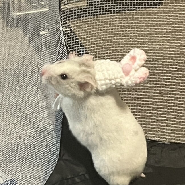 ryrrr mamaのカバー写真