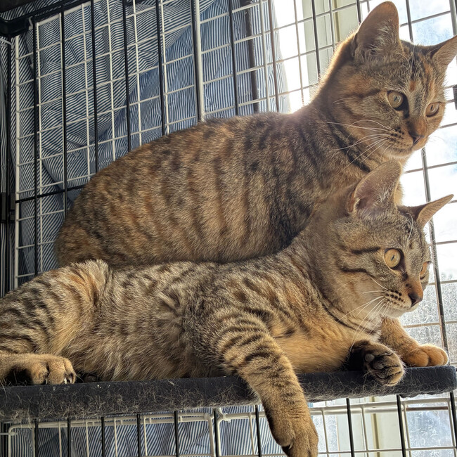 岩手のつくしのカバー写真