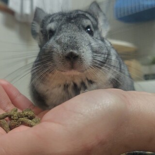 チンチラ　3歳くらい