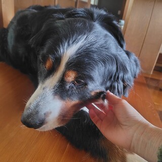 バーニーズの女の子　7歳くらい