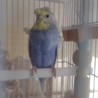 セキセイインコ2羽　里親募集