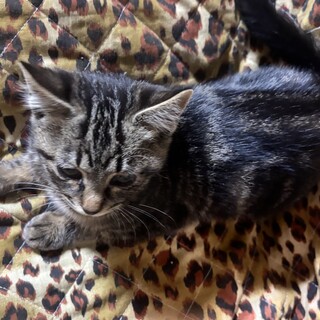 アメリカンショートヘアっぽい柄の細身の女の子A