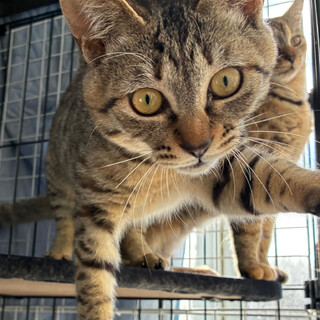 【トライアル中】親子3匹の子猫A ツンデレ猫