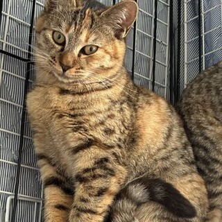 【保健所4月10日】親子3匹の子猫B おっとり猫