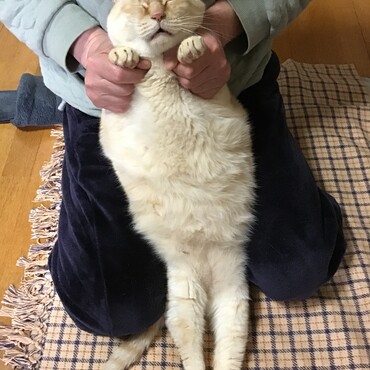 ちょこママ！ほら！ぼくのお腹見て！ほら！笑って笑って！わっははぁ〜〜