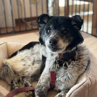 個性的な柄がとってもキュートな女の子の《さくら》