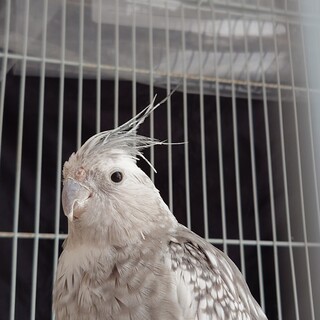 【至急】高齢オカメインコの里親様募集@福岡