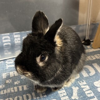 ネザーランドドワーフの男の子（3歳）