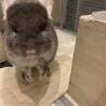 チンチラ(女の子)4歳 里親募集します。 サムネイル2