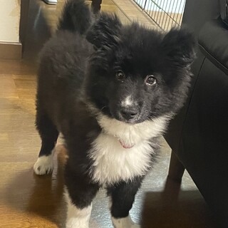 もふもふホワくん