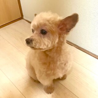 トイプードル オス