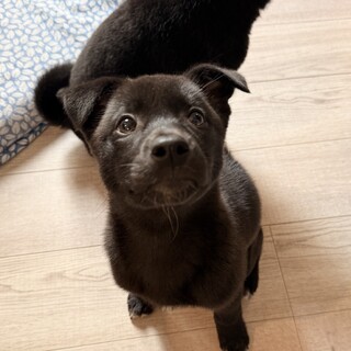 脚のハンデを吹き飛ばす元気娘！「てこ」ちゃん