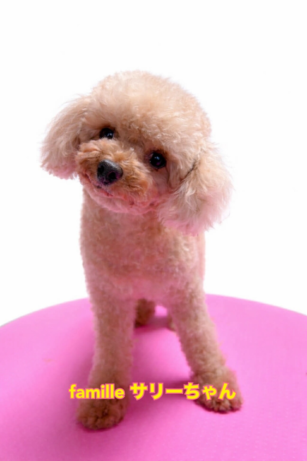 トイプードル　サリーちゃん　里親様募集☆ サムネイル1