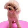 トイプードル　サリーちゃん　里親様募集☆ サムネイル1