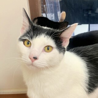 白黒の子猫♪遊び好きで抱っこもできる♡うずらくん