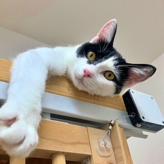 白黒の子猫♪人が大好きな寂しがりや♡ひばりちゃん