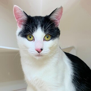 白黒の子猫♡人が大好きで食いしん坊♪すずめくん