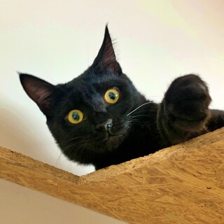 黒猫の子猫♪人懐っこく個性的なしっぽ♡つぐみちゃん