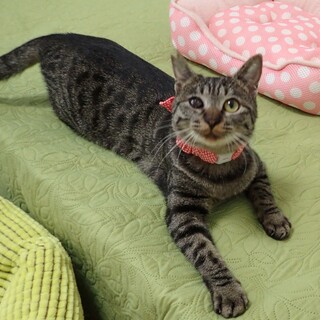 【3/29東銀座】いちごちゃん★８ヵ月♪