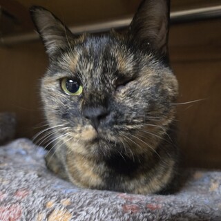 猫の休憩所☆ハラミ