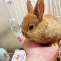 子ウサギの里親募集