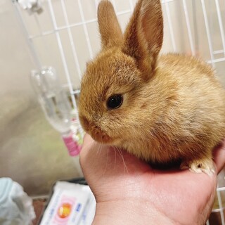 子ウサギの里親募集