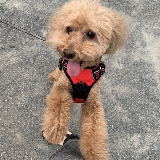 スパーキのカバー写真