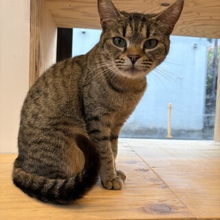 控えめだけど実は甘えん坊！小柄なももちゃん！