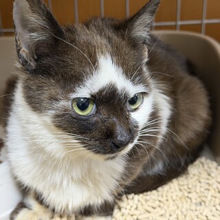 ペンギンの赤ちゃんのような子猫　白血病キャリア