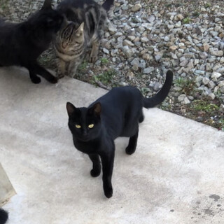 ②餌やりさん死亡のため募集　スレンダーな黒猫