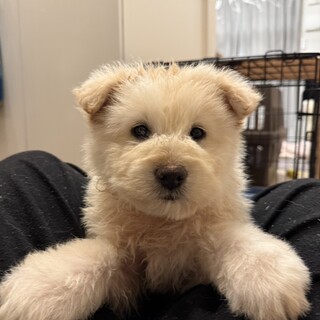 うたたね王子(旧セン)くん