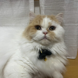 スコティッシュフォールド長毛1歳